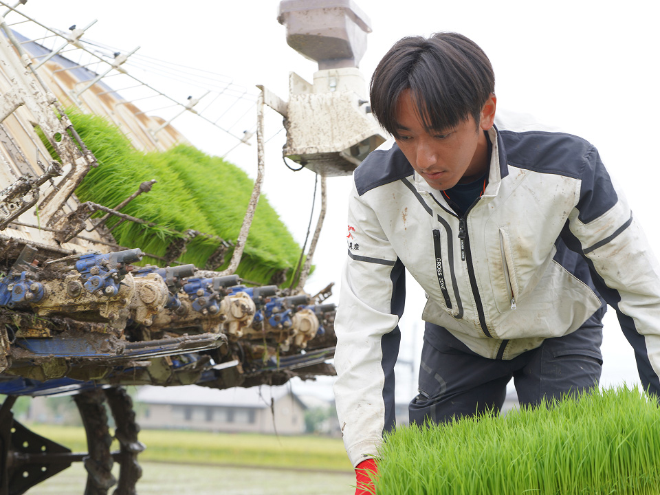 田植え機にマット苗を乗せる様子